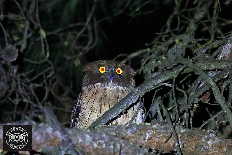 Brown Fish-Owl
